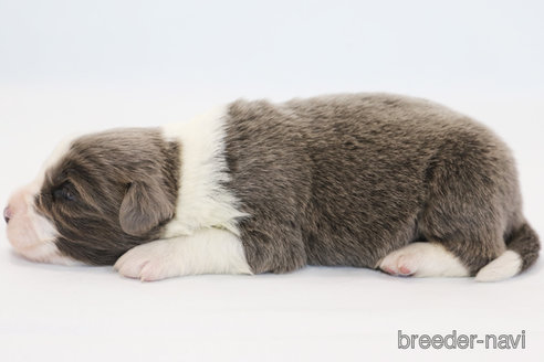 成約済の神奈川県のボーダーコリー-359948の6枚目